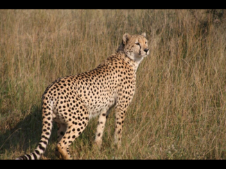 Rondreis Zuid-Afrika in twee weken - Krugerpark