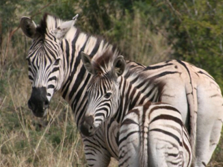 Rondreis Zuid-Afrika in twee weken - Krugerpark