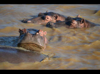 Rondreis Zuid-Afrika in twee weken - St. Lucia