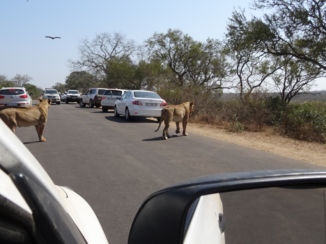 Rondreis van Johannesburg naar Kaapstad - Group of lions on the road!