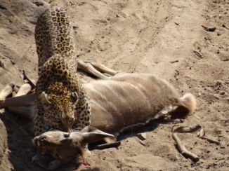 Rondreis van Johannesburg naar Kaapstad - Live leopard kill kruger