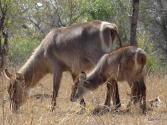 Rondreis van Johannesburg naar Kaapstad - Waterbuck