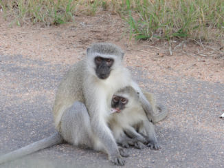 Rondreis Zuid-Afrika in drie weken