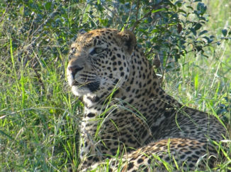Rondreis Zuid-Afrika in drie weken