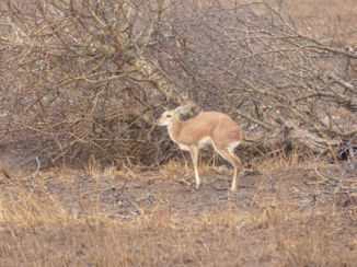 Krugerpark - Grijsbokje?
