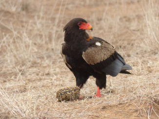 Krugerpark - Bataleur