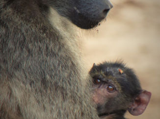 Krugerpark - Baviaan met jong
