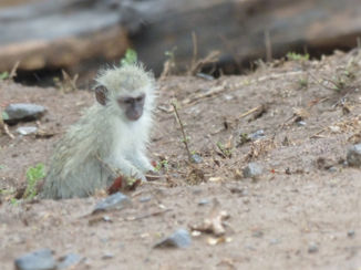 Krugerpark - Blauwaapje nat geregend