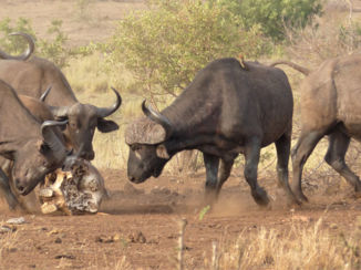 Krugerpark - Buffels