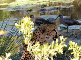 Krugerpark - cheetah