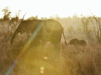 Zuid-Afrika - Wildlife