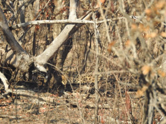Zuid-Afrika - Zoekplaatje wild spotten is niet altijd even makkelijk