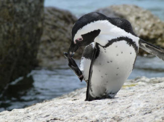 Zuid-Afrika - Boulder beach Simonstown