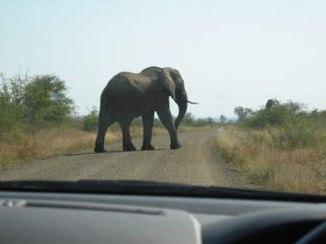 Zuid-Afrika - Genomen in Addo