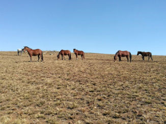 Mpumalanga - Wilde paarden Kaapsehoop
