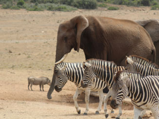 Zuid-Afrika - addo elephant parc