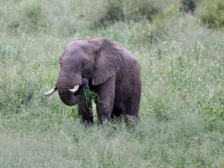 Kaapstad - Lid van de big five
