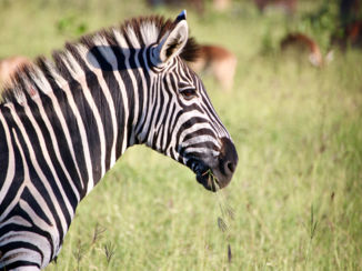 Kaapstad - Zebra op wacht