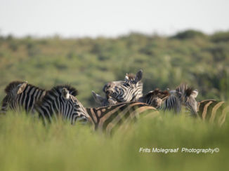 Zuid-Afrika - Verstopte zebra's