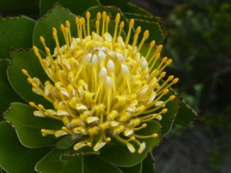 Zuid-Afrika - Kaapse roos