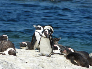 Zuid-Afrika - Boulders Beach