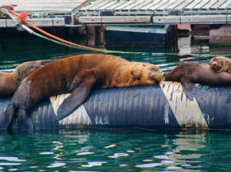 Chapman's Peak Drive - Chill mode is on in Hout Bay