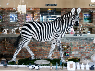 Chapman's Peak Drive - Zebra spotted in Hermanus