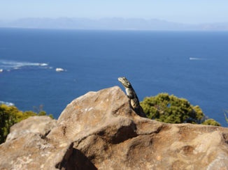 Chapman's Peak Drive - Resident of the area