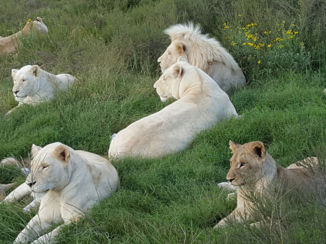 Zuid-Afrika - Even rust....