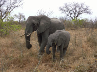 Zuid-Afrika - Sabi Sands Private Park (naast Kruger Park)