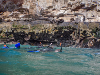 Plettenbergbaai - snorkelen met de zeeleeuwen