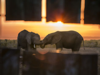 Addo Elephant National Park - Gluren naar de olifantenq