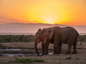 Addo Elephant National Park - Olifanten bij zonsondergang