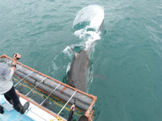 Zuid-Afrika - White shark