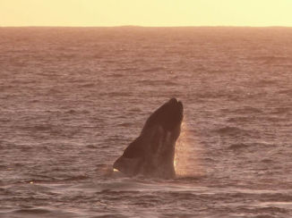 Zuid-Afrika - Whale