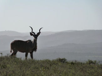Zuid-Afrika - Kudu
