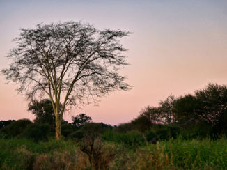 Limpopo - Fever Tree met zonsondergang
