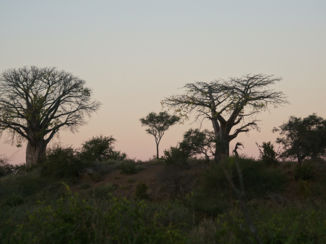 Limpopo - Baobabbomen