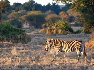 Limpopo - Zebra