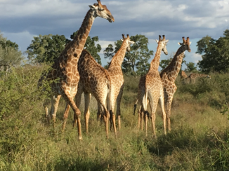 Zuid-Afrika - Giraffen