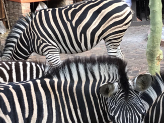 Zuid-Afrika - Zebra bij vakantiehuis