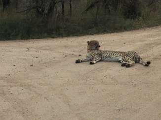 Zuid-Afrika - Cheeta