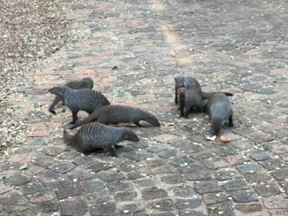 Zuid-Afrika - Mongoose bij vakantiehuis