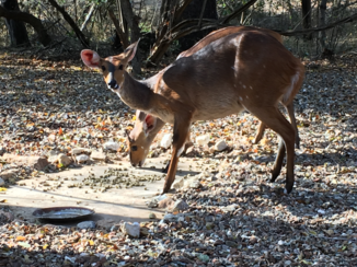 Zuid-Afrika - Bosbokken bij vakantiehuis