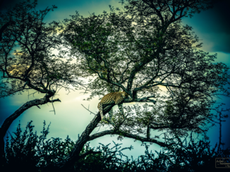 Zuid-Afrika - Enchanted