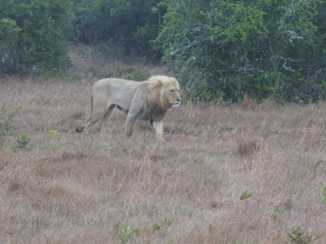 Zuid-Afrika - Lion King