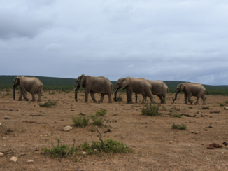 Zuid-Afrika - Follow the leader