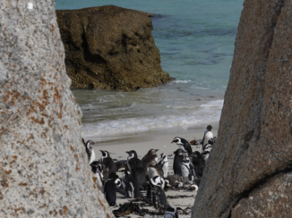 Boulders Beach
