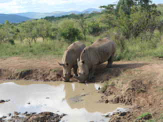 Zuid-Afrika - Neushoorns