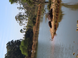 Zuid-Afrika - Nijlpaarden
